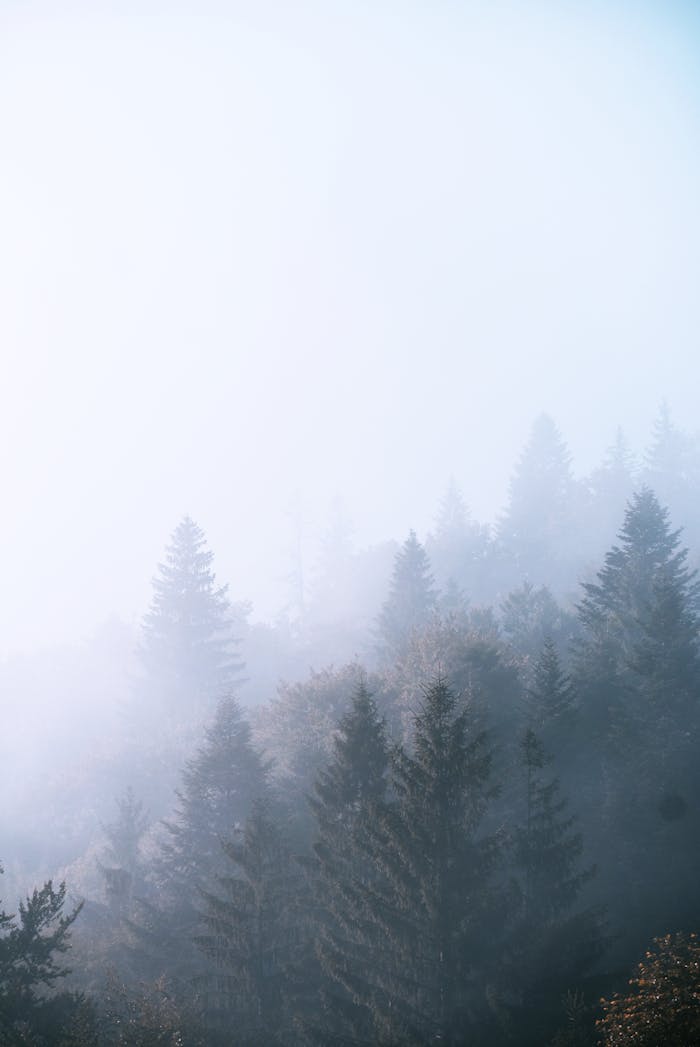 gallery-02 A serene view of a fog-covered pine forest illuminated by soft daylight, capturing nature's tranquility.