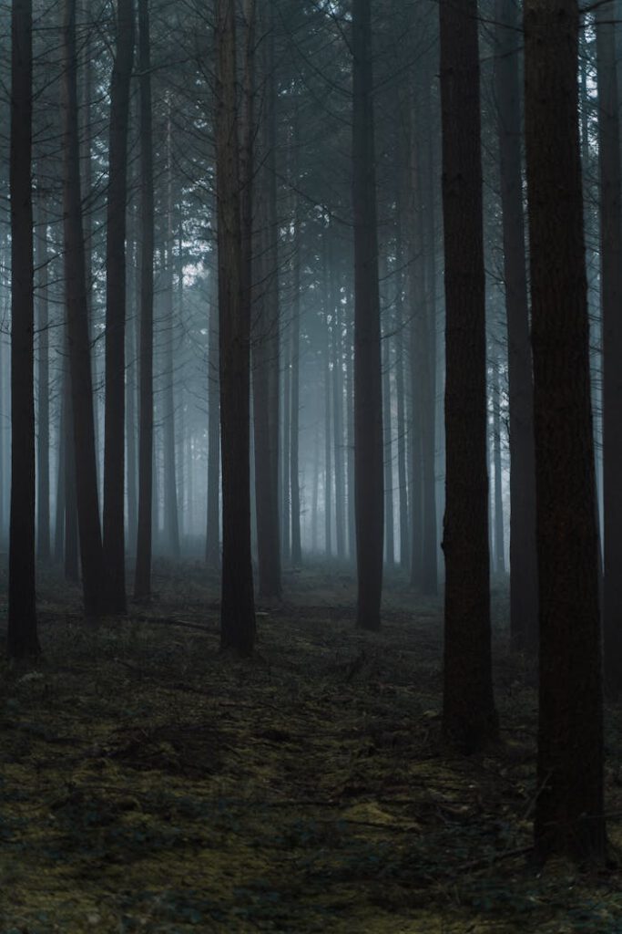 pexels photo 5976404 Mysterious scenery of tall trees growing in grassy forest in dark misty day